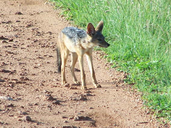 Jackal (Tsavo East, Dec 2006)