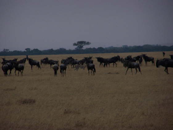 Cheetah (Olare, Masai Mara, June 2008)