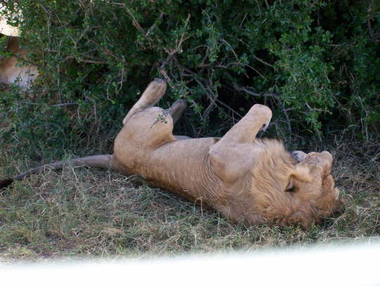 Lion (Olare, Masai Mara, June 2008)