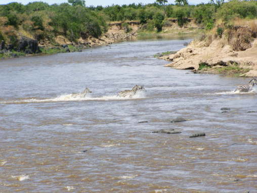 Zebra crossing!   (Masai Mara June 2008)