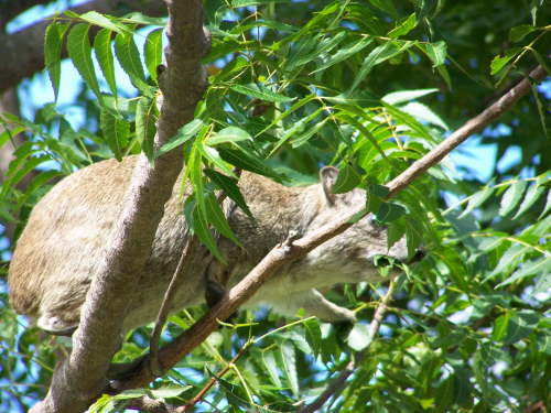 Rock hyrax