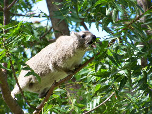 Rock hyrax