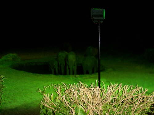 elephant at the water hole