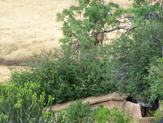 Tunnel leading down to the viewing gallery