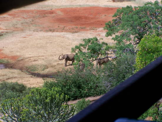 View of elephants at the water hole from the restaurant
