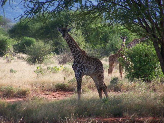 Afternoon game drive