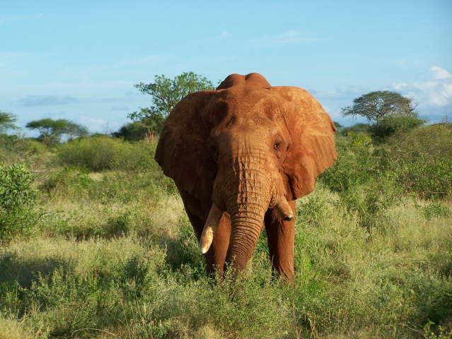 Afternoon game drive