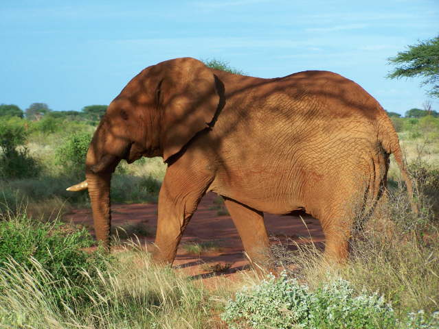 Afternoon game drive