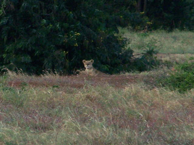 Afternoon game drive