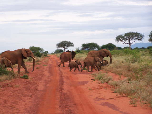 Afternoon game drive