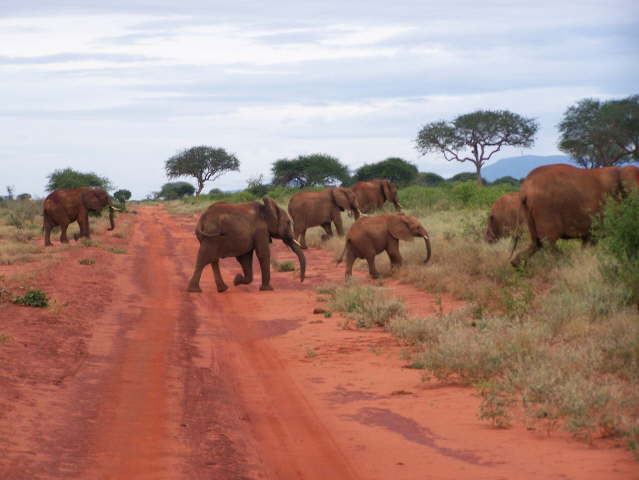 Afternoon game drive