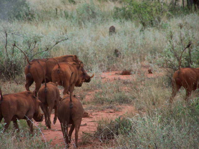 Afternoon game drive