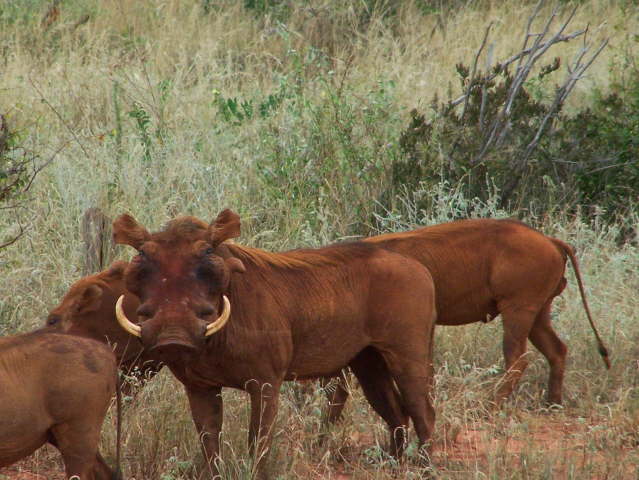 Afternoon game drive