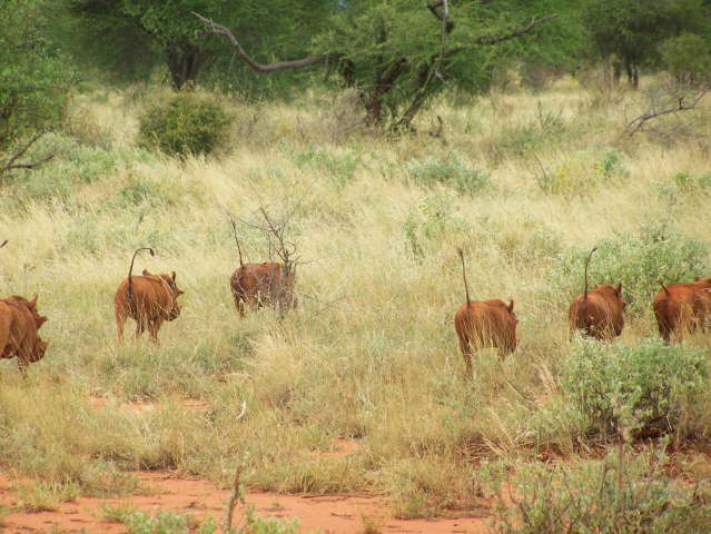Afternoon game drive