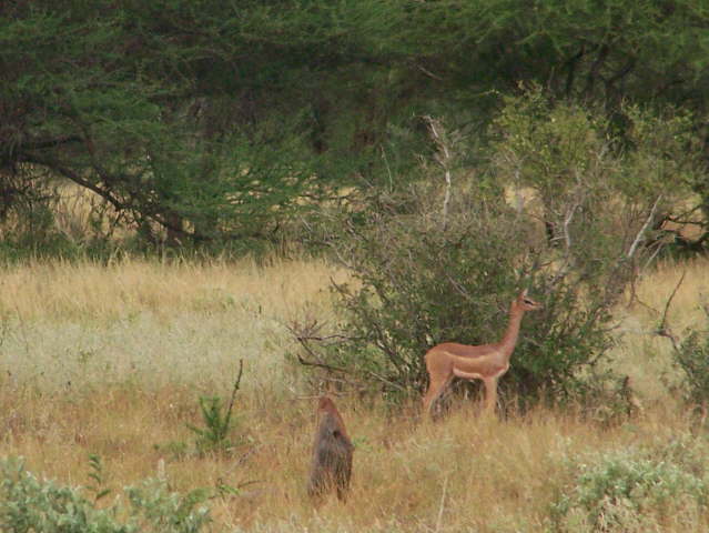 Afternoon game drive