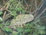 Chameleon