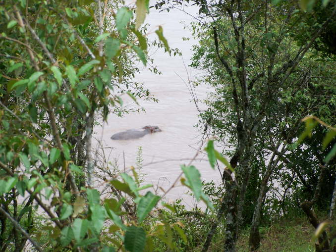 Hippos in the Mara river