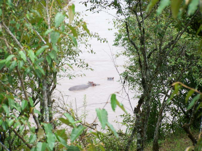 Hippos in the Mara river