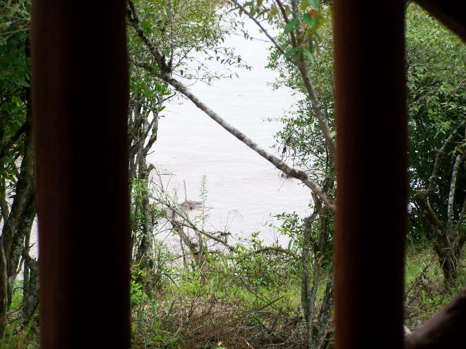 Hippos in the Mara river