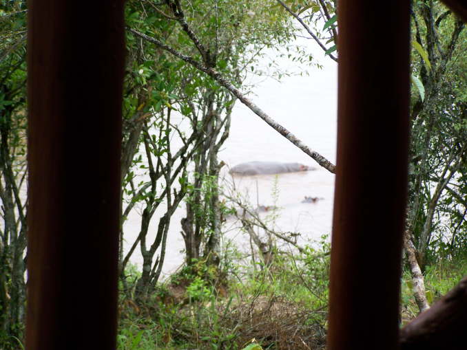 Hippos in the Mara river