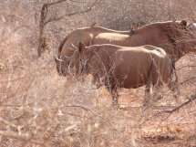 mother and baby black rhino