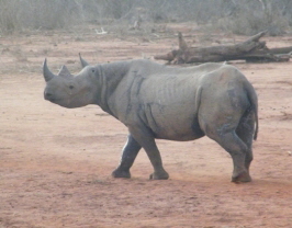 rhino small
